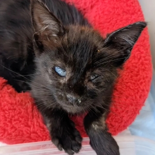 Illustration de l'article : Un chaton aveugle, malade et amputé d’une patte est adopté par une famille d’accueil au grand cœur qui souhaite lui offrir les meilleurs soins vétérinaires possibles (vidéo)