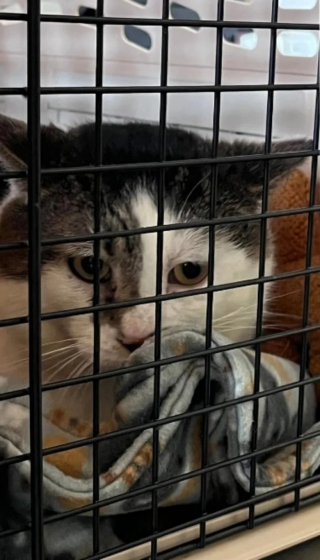Illustration de l'article : Alors qu’il cherchait un nouvel animal à adopter après la disparition de son chat 2 ans auparavant, un couple a fait une incroyable découverte dans un refuge