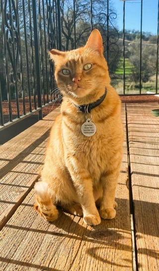 Illustration de l'article : 20 photos réconfortantes de chats et de chiens de refuge qui découvrent les joies de la vie de famille