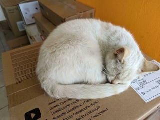 Illustration de l'article : 20 photos réconfortantes de chats et de chiens de refuge qui découvrent les joies de la vie de famille