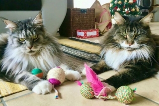 Illustration de l'article : 20 photos réconfortantes de chats et de chiens de refuge qui découvrent les joies de la vie de famille