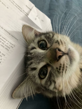 Illustration de l'article : 20 photos réconfortantes de chats et de chiens de refuge qui découvrent les joies de la vie de famille