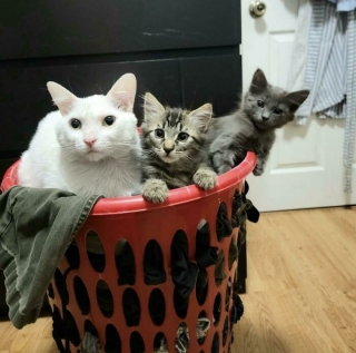 Illustration de l'article : 20 photos réconfortantes de chats et de chiens de refuge qui découvrent les joies de la vie de famille
