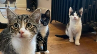 Illustration de l'article : 20 photos réconfortantes de chats et de chiens de refuge qui découvrent les joies de la vie de famille