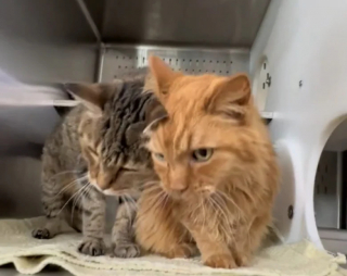 Illustration de l'article : Après avoir été adoptés ensemble, 2 chats séniors sont rapportés au refuge après seulement quelques heures (vidéo)