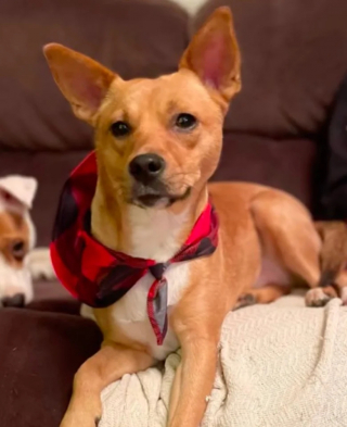 Illustration de l'article : Seulement 2 semaines après son adoption, cette chienne donne naissance à des petits à la grande surprise de ses nouveaux maîtres (vidéo)