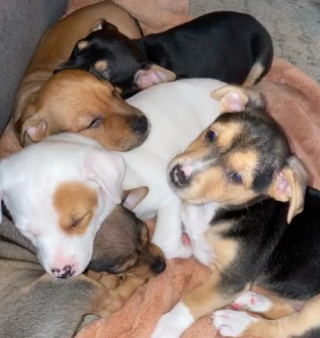 Illustration de l'article : Seulement 2 semaines après son adoption, cette chienne donne naissance à des petits à la grande surprise de ses nouveaux maîtres (vidéo)