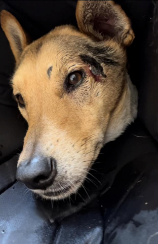 Illustration de l'article : Prêt à tout pour retrouver son chien perdu en vacances, un homme passe une semaine dans sa voiture en pleine forêt