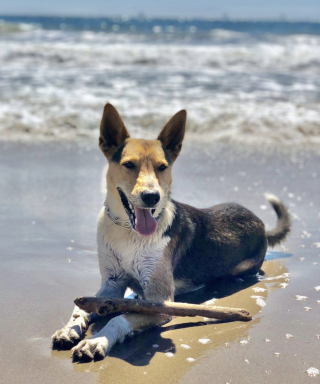 Illustration de l'article : Prêt à tout pour retrouver son chien perdu en vacances, un homme passe une semaine dans sa voiture en pleine forêt