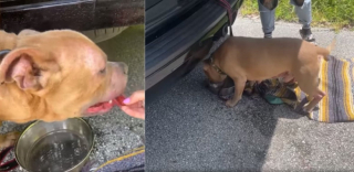 Illustration de l'article : En sauvant un chien jeté d'une voiture, il découvre que sa famille le recherchait depuis un an