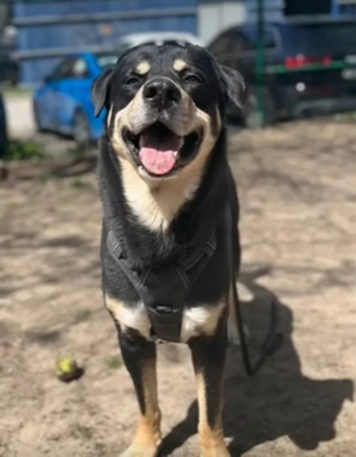 Illustration de l'article : Abandonné pour des motifs économiques, ce croisé Rottweiler rêvait d’intégrer une nouvelle famille