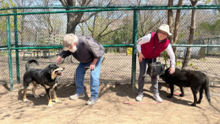 Illustration de l'article : Abandonné pour des motifs économiques, ce croisé Rottweiler rêvait d’intégrer une nouvelle famille