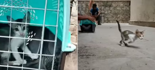 Illustration de l'article : Inquiets pour leur frère coincé dans les profondeurs d'un puits depuis 2 jours, des chatons refusent catégoriquement de l’abandonner (vidéo)