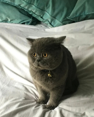 Illustration de l'article : Après avoir attendu son maître pendant 2 ans à la maison, ce chat triste se métamorphose quand il retrouve enfin son humain préféré