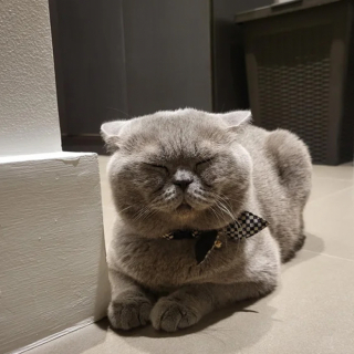 Illustration de l'article : Après avoir attendu son maître pendant 2 ans à la maison, ce chat triste se métamorphose quand il retrouve enfin son humain préféré