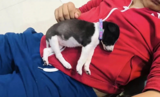 Illustration de l'article : Les pleurs déchirants de ce minuscule chiot abandonné attirent l’attention de bons samaritains prêts à lui offrir une nouvelle vie (vidéo)