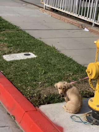 Illustration de l'article : Abandonné dans la rue et attaché à une bouche d'incendie, ce chiot était si triste qu'il refusait de se nourrir
