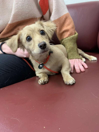 Illustration de l'article : Abandonné dans la rue et attaché à une bouche d'incendie, ce chiot était si triste qu'il refusait de se nourrir