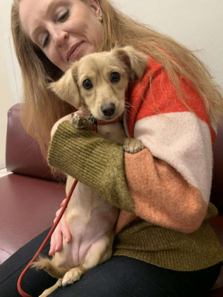 Illustration de l'article : Abandonné dans la rue et attaché à une bouche d'incendie, ce chiot était si triste qu'il refusait de se nourrir