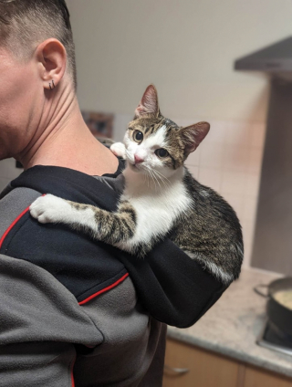 Illustration de l'article : Reconnaissant d’avoir été sauvé de la rue, ce chat déborde d’amour pour ses bienfaiteurs