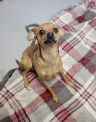 Illustration de l'article : Abandonnée dans un sac accroché à la porte d’un refuge, cette petite chienne se remet doucement de ses émotions
