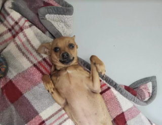 Illustration de l'article : Abandonnée dans un sac accroché à la porte d’un refuge, cette petite chienne se remet doucement de ses émotions