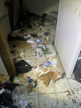 Illustration de l'article : Un gendarme au grand cœur décide de changer le destin d'un chat livré à lui-même dans un appartement insalubre