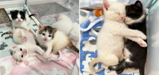 Illustration de l'article : Ne pouvant plus être allaités par leur maman, ces 6 adorables chatons s’unissent pour faire face à l’adversité
