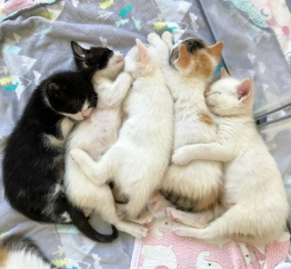 Illustration de l'article : Ne pouvant plus être allaités par leur maman, ces 6 adorables chatons s’unissent pour faire face à l’adversité