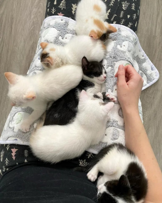 Illustration de l'article : Ne pouvant plus être allaités par leur maman, ces 6 adorables chatons s’unissent pour faire face à l’adversité