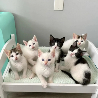 Illustration de l'article : Ne pouvant plus être allaités par leur maman, ces 6 adorables chatons s’unissent pour faire face à l’adversité