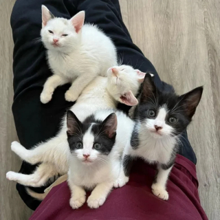 Illustration de l'article : Ne pouvant plus être allaités par leur maman, ces 6 adorables chatons s’unissent pour faire face à l’adversité
