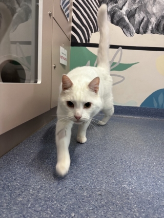 Illustration de l'article : Après avoir fait ses adieux à sa maîtresse bienaimée, un chat est pris en charge par une association déterminée à lui trouver une nouvelle famille