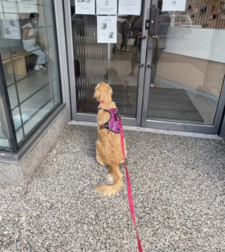 Illustration de l'article : La réaction étonnante et adorable d'une chienne qui peine à cacher sa joie lors des rendez-vous chez son vétérinaire préféré (vidéo)