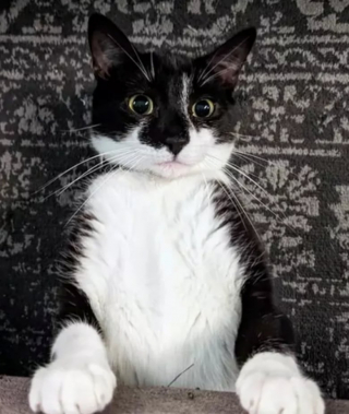 Illustration de l'article : 13 photos déroutantes et confirmant que les chats viennent d'un autre monde