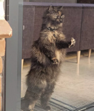 Illustration de l'article : 13 photos déroutantes et confirmant que les chats viennent d'un autre monde