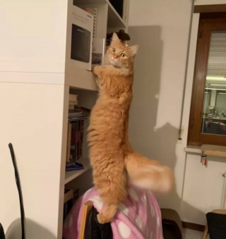 Illustration de l'article : 13 photos déroutantes et confirmant que les chats viennent d'un autre monde