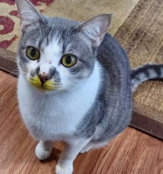 Illustration de l'article : 13 photos déroutantes et confirmant que les chats viennent d'un autre monde