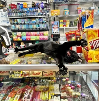 Illustration de l'article : 13 photos déroutantes et confirmant que les chats viennent d'un autre monde