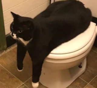 Illustration de l'article : 13 photos déroutantes et confirmant que les chats viennent d'un autre monde