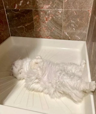 Illustration de l'article : 13 photos déroutantes et confirmant que les chats viennent d'un autre monde