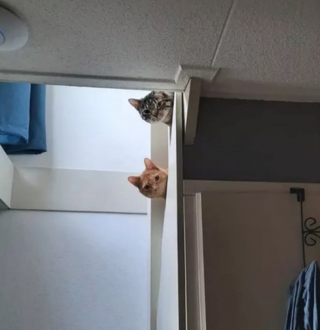 Illustration de l'article : 13 photos déroutantes et confirmant que les chats viennent d'un autre monde