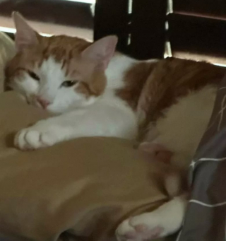 Illustration de l'article : 13 photos déroutantes et confirmant que les chats viennent d'un autre monde