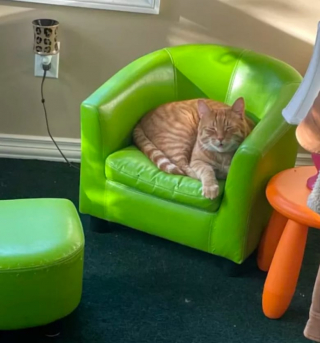 Illustration de l'article : 13 photos déroutantes et confirmant que les chats viennent d'un autre monde