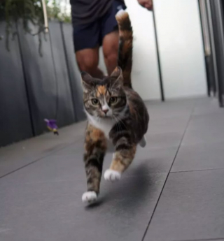 Illustration de l'article : 13 photos déroutantes et confirmant que les chats viennent d'un autre monde