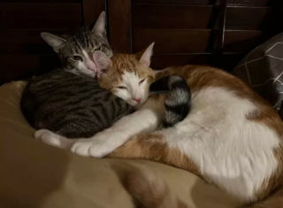 Illustration de l'article : 13 photos déroutantes et confirmant que les chats viennent d'un autre monde