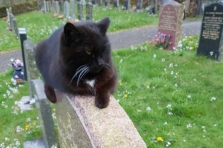 Illustration de l'article : Par sa simple présence, ce gentil chat apporte beaucoup de réconfort aux personnes endeuillées assistant aux enterrements de son village