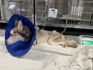 Illustration de l'article : Abandonnée dans un sac poubelle, une chienne agonisante se bat pour survivre et trouver enfin le bonheur (vidéo)