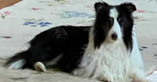 Illustration de l'article : Disparu en montagne depuis des semaines, un chien épuisé est miraculeusement secouru par un randonneur