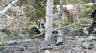 Illustration de l'article : Disparu en montagne depuis des semaines, un chien épuisé est miraculeusement secouru par un randonneur